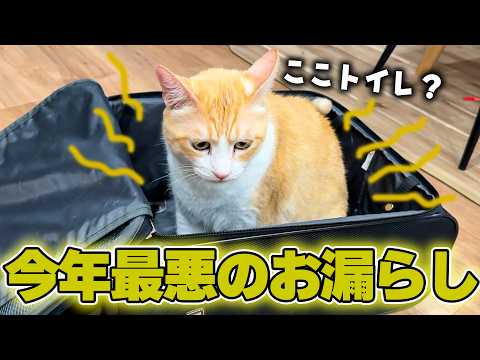 明日使うスーツケースの中におしっこした猫がいます。