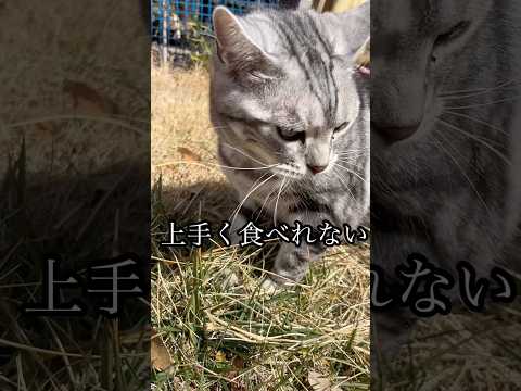 上手く食べれない 猫 cat アメショ 散歩 猫草 ブュッフェ たろう サムネイル