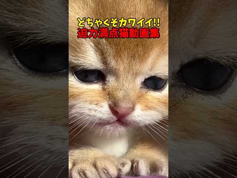 どちゃくそ可愛い！ 猫 cat cats cute サムネイル