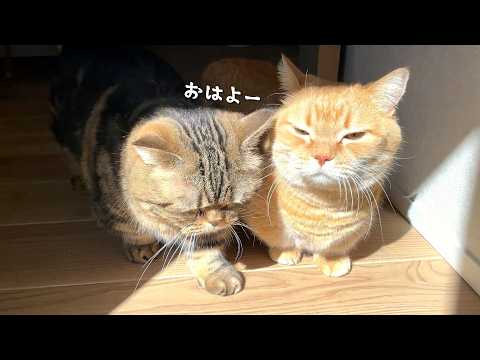 日光に吸い込まれていく似たもの兄弟猫が可愛すぎる…！ サムネイル