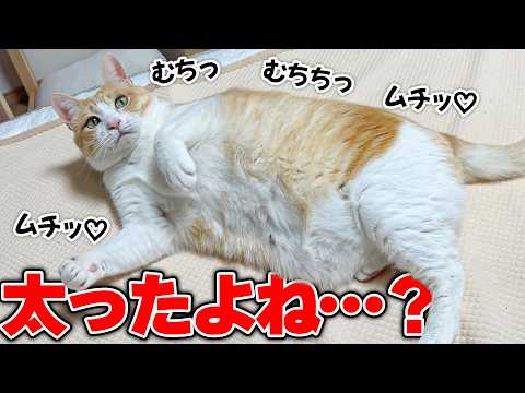 【驚愕】ロビンのお腹がとんでもないことになっていたので体重計に乗せてみたら… サムネイル