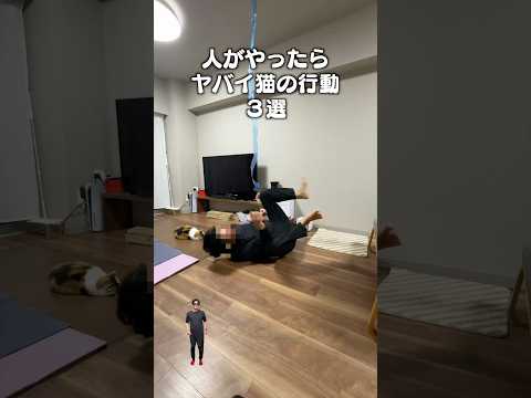 「人がやったらヤバイ猫の行動３選」猫あるある|フルはApple Musicほか音楽アプリへ サムネイル