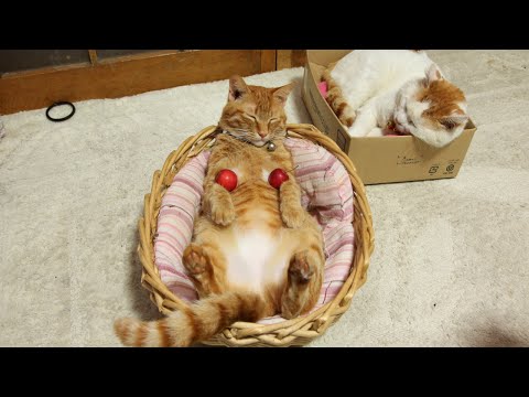 うずまきLIVE配信？　放置？　　2025年12月21日 サムネイル
