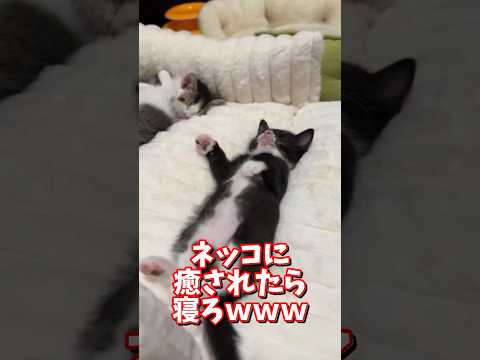 ネッコの動画で癒されたら寝ろｗｗｗ　2ch  動物  猫 癒やし ねこ動画 サムネイル