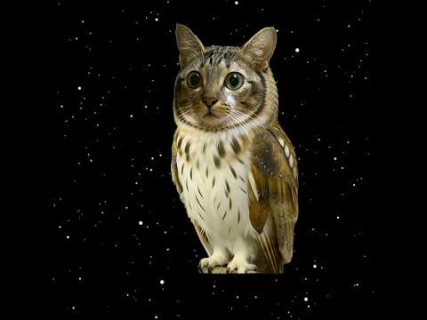 meow beng beng サムネイル