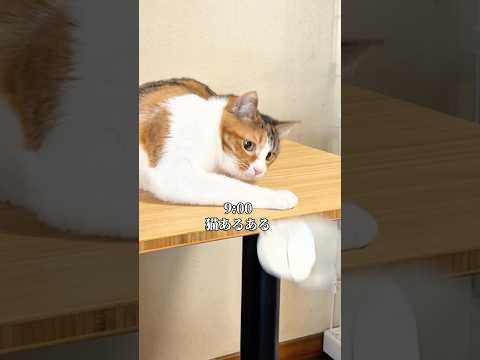 イタズラをしてしまった猫の1日PR Mindoo  AquaXPlus つなまよ 猫のいる暮らし サムネイル