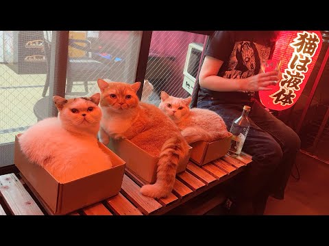 母の晩酌に付き合う猫たちが愛おしくて仕方ありません サムネイル