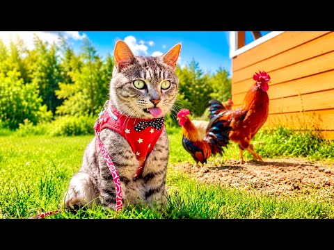 猫ポン吉の様子が急におかしくなった。。 サムネイル