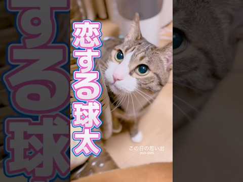 皆んなの可愛い猫ちゃんどんな子ですか？コメント欄で教えてね cats shorts 球太 サムネイル