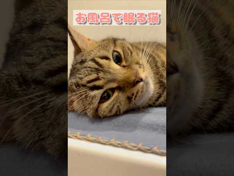 【癒し】お風呂で眠る猫が可愛すぎる...!! cat 猫 サムネイル