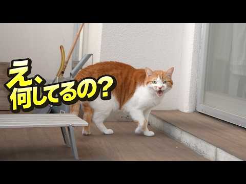 猫を見ながらちょっと元気出る時間。 サムネイル