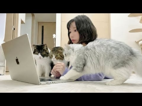 猫たちのかまちょが激しすぎて床で仕事してみたら、大変なことになった…汗 サムネイル
