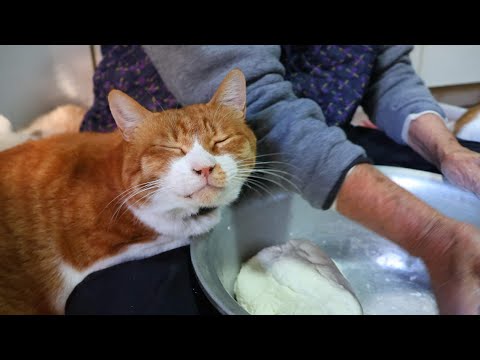 猫たちと小豆ひっつみ作り　260204 サムネイル