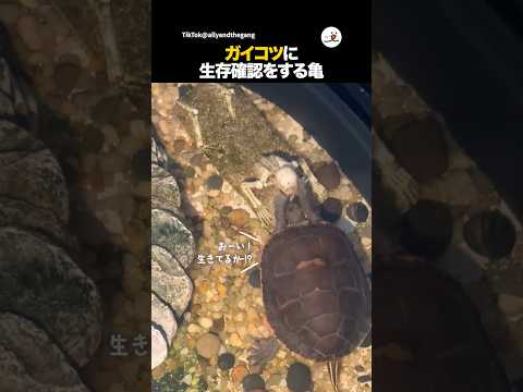おーい、大丈夫かー！？｜PECO サムネイル
