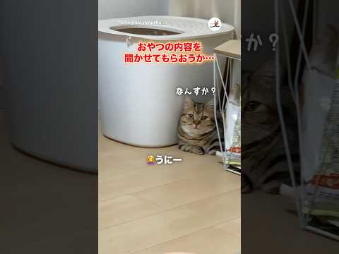 おやつの内容聞いてからしか動かない｜PECO サムネイル