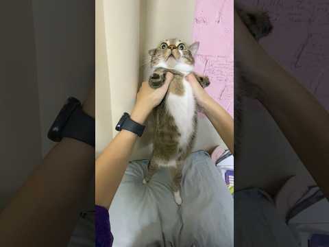 When I heard that cats like being stretched サムネイル