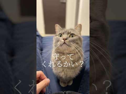 うちの猫が想像以上に頼もしかった件 #shorts #猫 #猫動画 #アクアとフランマ サムネイル