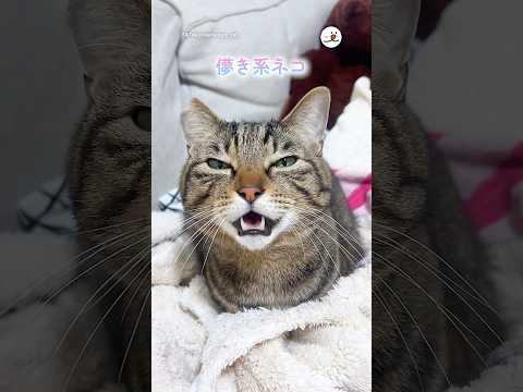儚き系ネコ｜PECO サムネイル