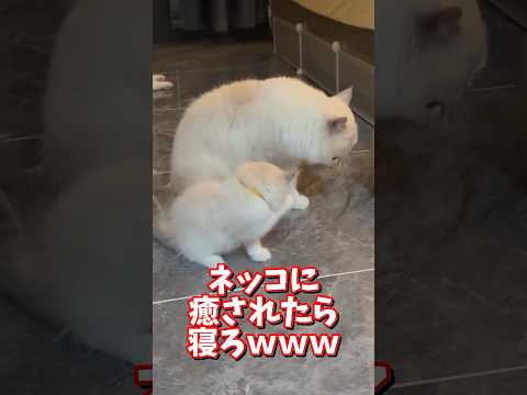 ネッコの動画で癒されたら寝ろｗｗｗ　2ch  動物  猫 癒やし ねこ動画 サムネイル
