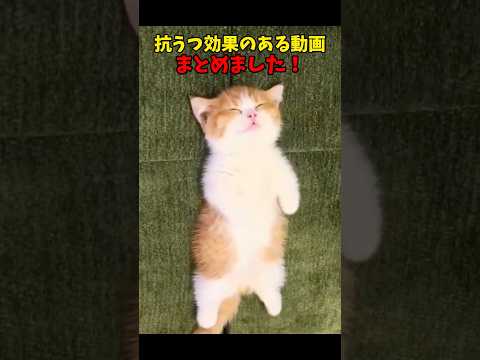 ※あくまで個人の感想です 猫 cat cats cute サムネイル