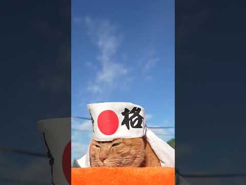 合格　260128　のせ猫　 cat cute ねこ　 ネコ　 猫のいる暮らし　 cutecat　 猫のいる生活　 a… サムネイル