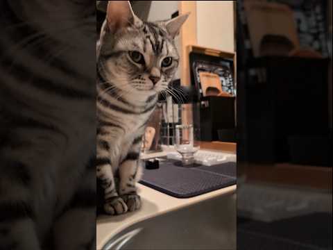 アメショーのラッテ アメショ アメリカンショートヘア 猫と暮らす家猫との暮らし猫 サムネイル