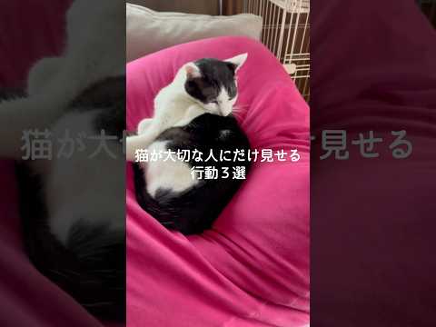 猫が大切な人にだけ見せる行動3選 猫 ねこ 保護猫 猫のいる暮らし 猫のいる生活 猫好き 雑学 豆知識 VOICEVO… サムネイル