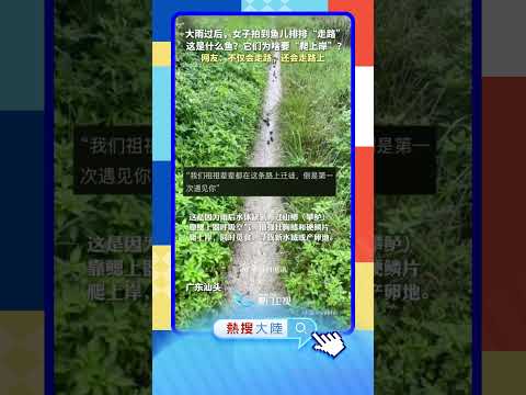 【大陸】奇觀！廣東汕頭現魚群「排隊散步」 サムネイル