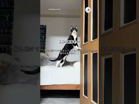 Gを見つけてくれる紳士キャット｜PECO サムネイル