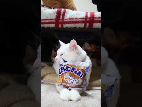 もちむぎゅまる　おまめ＆練乳　260128　のせ猫　 cat cute ねこ　 ネコ　 猫のいる暮らし　 cuteca… サムネイル