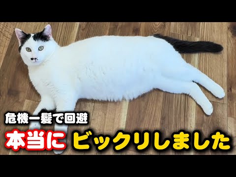 保護猫について本当にビックリしました サムネイル