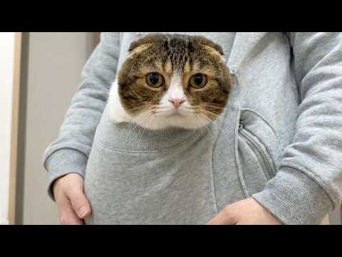 猫が甘えん坊で離れないのでポケットに入れて家事をしてみたら最高でした！ サムネイル