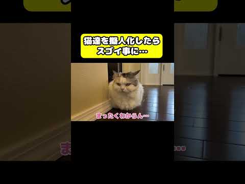 猫達を擬人化したらスゴイ事に… 猫 おもしろ アテレコ ニャンチューバーつくし サムネイル