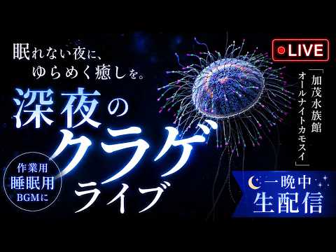 深夜のクラゲライブ｜オールナイトカモスイ　ハナガサクラゲ サムネイル