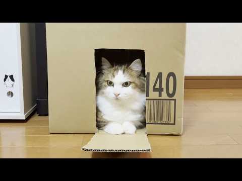 パカって蓋を開ける猫 サムネイル