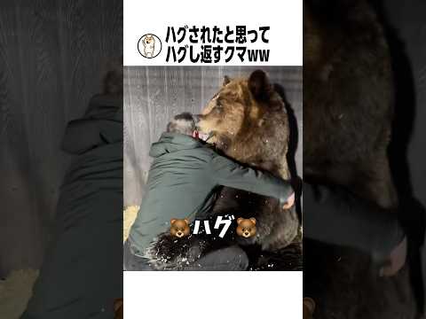 ハグがしたかった熊が可愛すぎるwww サムネイル