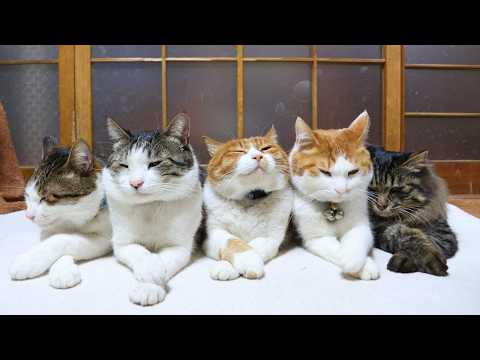 5匹の猫のおててばってん　260610 サムネイル
