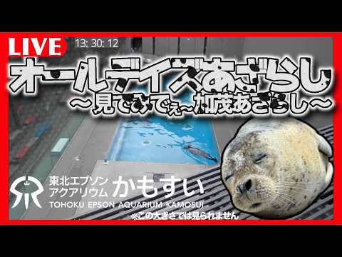【無料公開】　オールデイズあざらし ～見でみでぇ加茂あざらし～ サムネイル