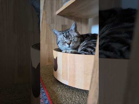 アメショーのラッテ アメショ アメリカンショートヘア 猫と暮らす家猫との暮らし猫 サムネイル