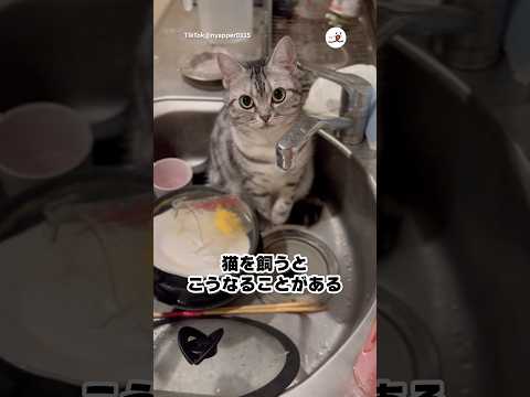 当たり前の顔でシンクを陣取る猫｜PECO サムネイル