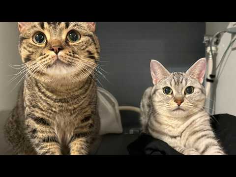 【お風呂】パパ大好き猫たちの幸せすぎる休日ルーティン cat 猫