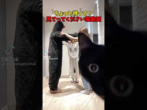 みてってや〜🐈 猫 cat cats cute サムネイル