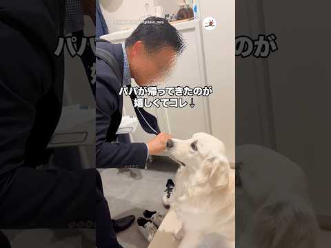 パパが帰ってきたのが嬉しくてコレ｜PECO サムネイル