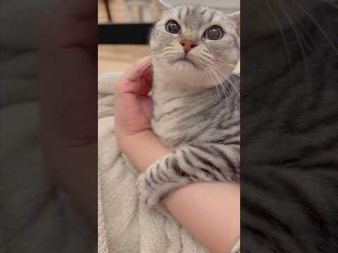 可愛すぎる猫たちと、猫好き飼主たちの日常www cat 猫 サムネイル