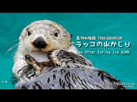 《鳥羽水族館》ラッコの氷かじり【ASMR風】