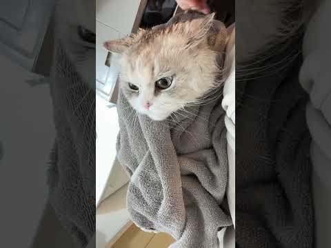 お風呂の後は赤ちゃん抱っこ♪ミヌエット短足 ぬんちゃん マンチカン短足 なんちゃん