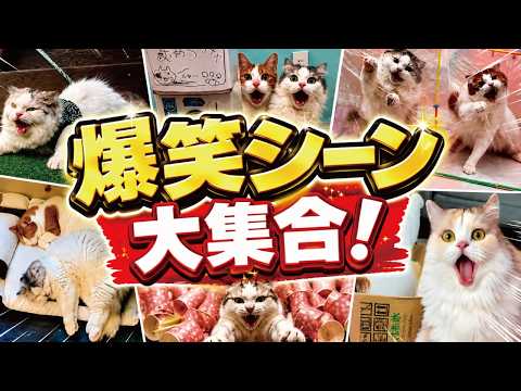 日々の疲れの癒しに猫の面白動画10連発見てみませんか？