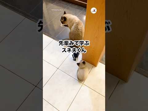 先輩みて毛繕いを学ぶ子猫｜PECO サムネイル