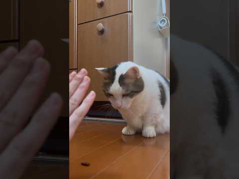 「待て」もうちょっとやねんけどなぁ