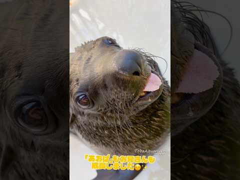 《鳥羽水族館》ミナミアフリカオットセイ「あおば」が5歳の誕生日を迎えました🎉 鳥羽水族館 aquarium ミナミアフ… サムネイル